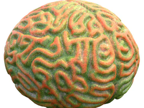 Terumbu karang 25 Model 3D