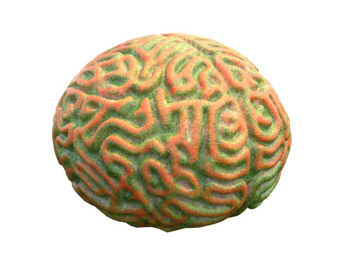 Coral reef 25 3D Model