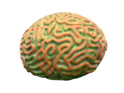 Coral reef 25 3D Model
