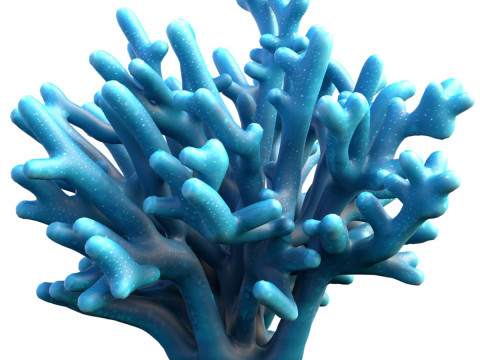Barriera corallina 26 Modello 3D