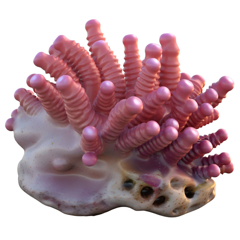 珊瑚礁 27 3D 模型 .c4d .max .obj .3ds .fbx .stl .blend
