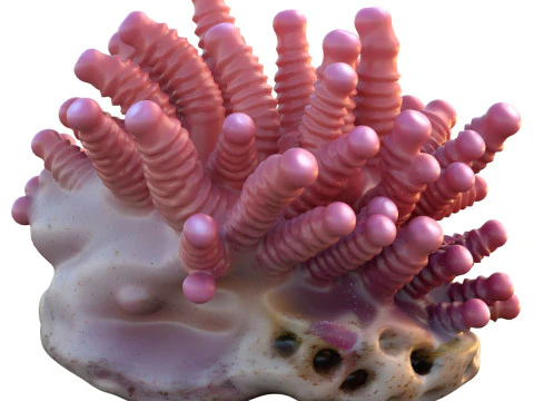 Terumbu karang 27 Model 3D