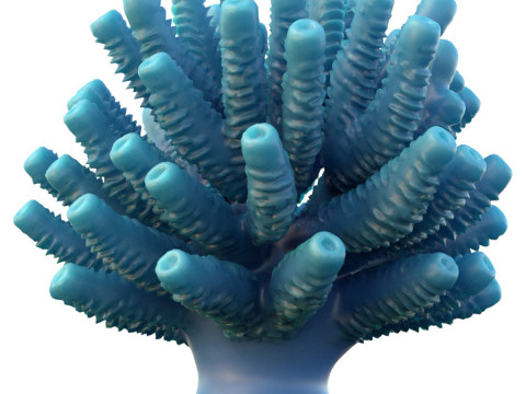 Arrecife de coral 28 Modelo 3D