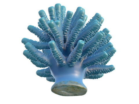 Кораловий риф 28 3D Модель