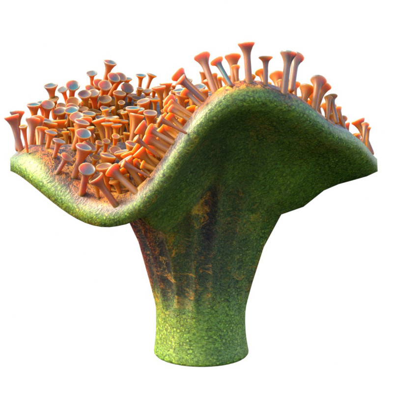 Coral reef 29 3D Model .c4d .max .obj .3ds .fbx .stl .blend