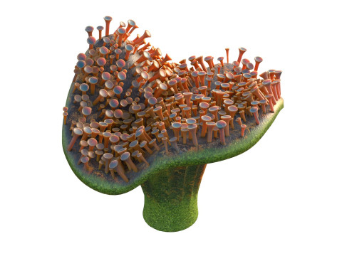 Coral reef 29 3D Model