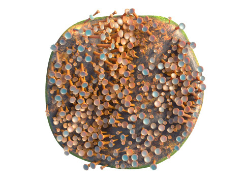 Coral reef 29 3D Model