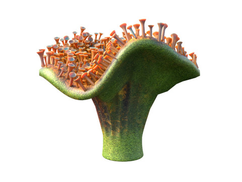 Coral reef 29 3D Model