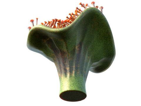 Coral reef 29 3D Model