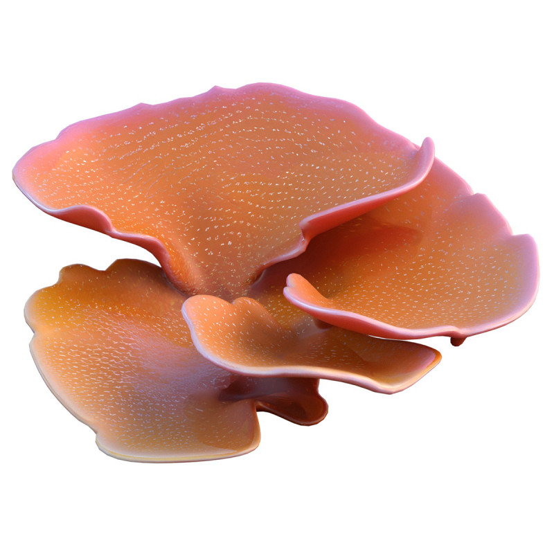 Coral reef 30 3D Model .c4d .max .obj .3ds .fbx .stl .blend