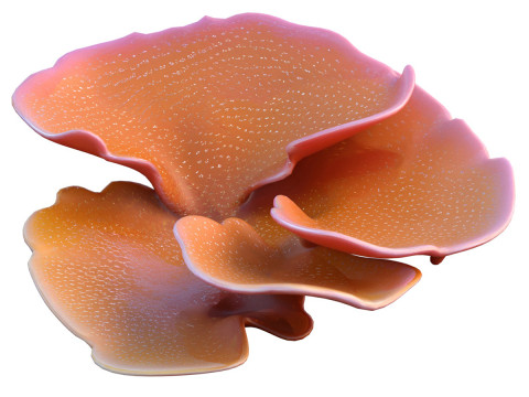 Arrecife de coral 30 Modelo 3D