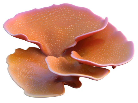 Terumbu karang 30 Model 3D