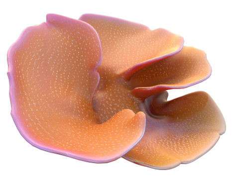 Coral reef 30 3D Model