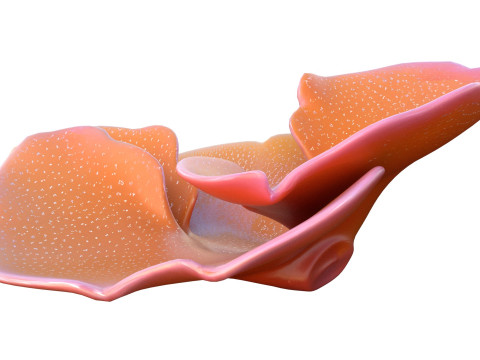 Coral reef 30 3D Model