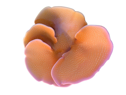 Coral reef 30 3D Model