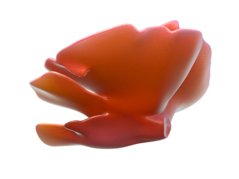 Coral reef 30 3D Model