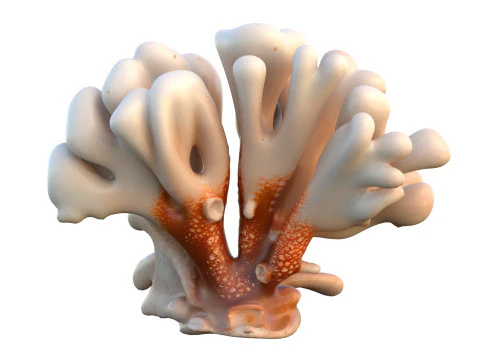 Coral Collection 1-20 3D Model