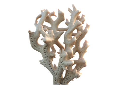 Koleksi Karang 1-20 Model 3D