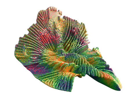 Coral Collection 1-20 3D Model