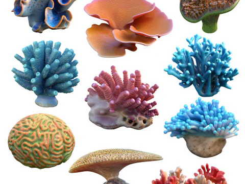 Kolekcja Koral 21-30 Model 3D