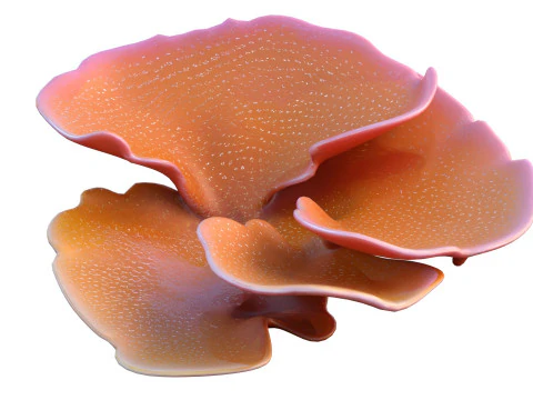 Coral collection 21-30 3D Model