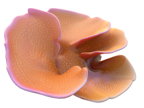 Coral collection 21-30 3D Model