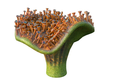 Coral collection 21-30 3D Model