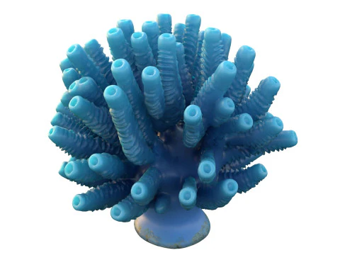 Coral collection 21-30 3D Model