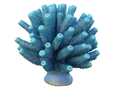 Coral collection 21-30 3D Model