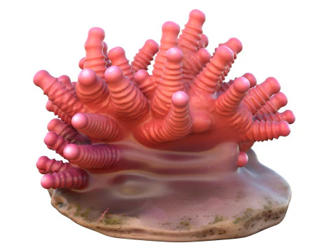 Coral collection 21-30 3D Model