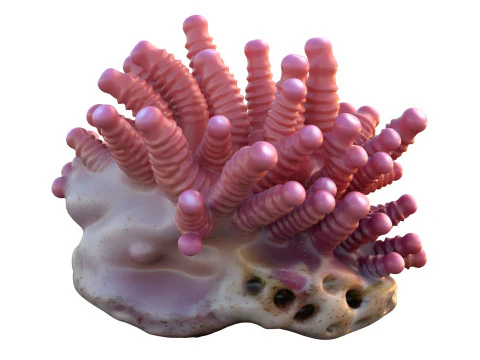 Coral collection 21-30 3D Model