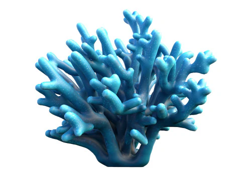 Coral collection 21-30 3D Model