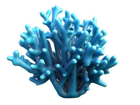 Coral collection 21-30 3D Model