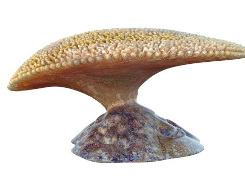 Coral collection 21-30 3D Model