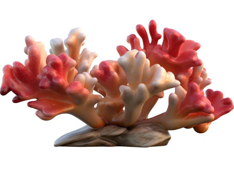 Coral collection 21-30 3D Model
