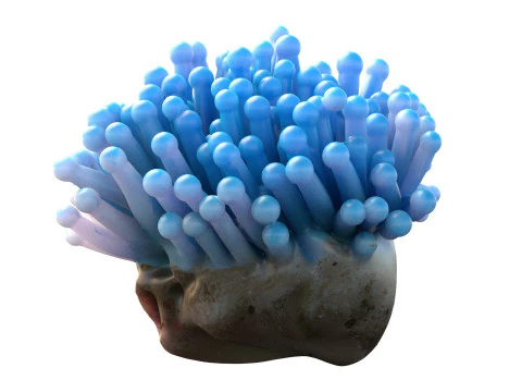 Coral collection 21-30 3D Model