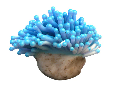 Coral collection 21-30 3D Model