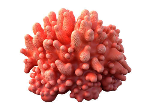 Koraalrifcollectie 1-10 3D Model