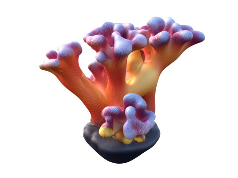 Koraalrifcollectie 1-10 3D Model