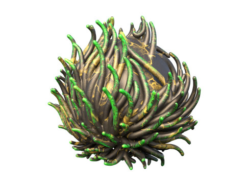 Koraalrifcollectie 1-10 3D Model