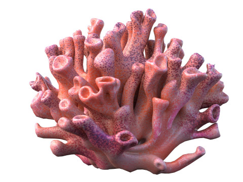 Koraalrifcollectie 1-10 3D Model