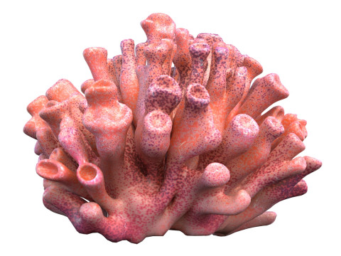 Koraalrifcollectie 1-10 3D Model
