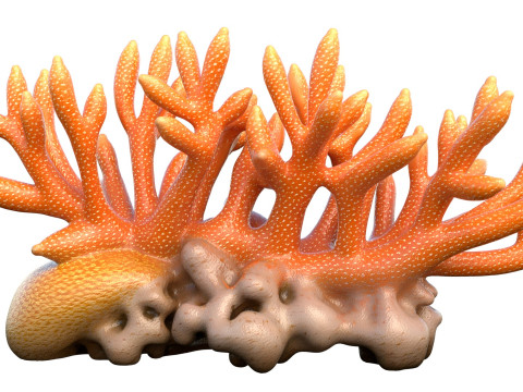 Koraalrifcollectie 1-10 3D Model