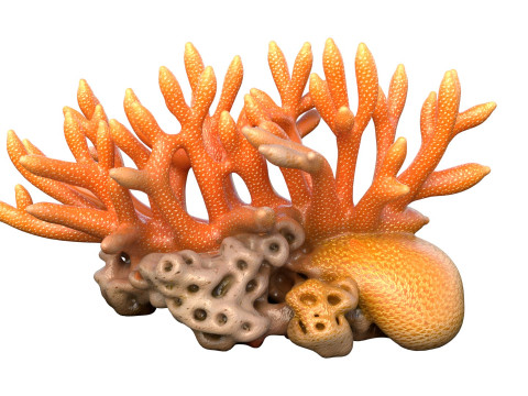Koraalrifcollectie 1-10 3D Model