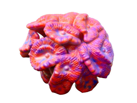 Korallenriff-Sammlung 1-30 3D Modell