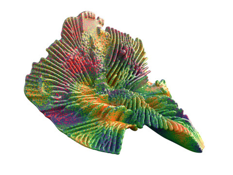 Korallenriff-Sammlung 1-30 3D Modell