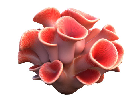 Korallenriff-Sammlung 1-30 3D Modell
