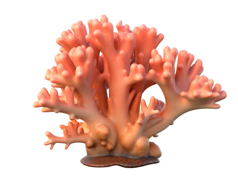 サンゴ礁コレクション 11-20 3Dモデル