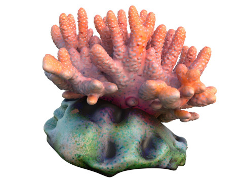 サンゴ礁コレクション 11-20 3Dモデル