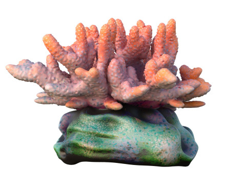 サンゴ礁コレクション 11-20 3Dモデル